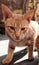 Cat, cute, brown cat, front view of cat search for food