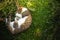 The cat is cute curled up in a ball in the green grass, a beautiful photo with an empty place, cozy and magical