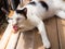 A cat cute licking paw on wooden floor