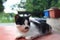 A cat with cute mustache and bokeh background