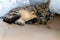 Cat cute sleeps bed relax pet small sleep at home kitten cat  funny