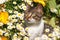 Cat in daisies