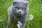 Cat and Dandelions