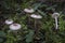 The Cat Dapperling Lepiota felina is an poisonous mushroom
