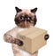 Cat delivery post box