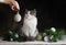 Cat destroys Christmas tree. Woman cleans after the cat has turned over the Christmas tree