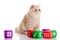 Cat with dices isolated on white backgroud pet toys