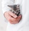 Cat in doctor uniform pocket holds by hand. Doctor veterinarian examining caring for sick kitten. Baby cat in Veterinary clinic.