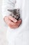 Cat in doctor uniform pocket holds by hand. Doctor veterinarian examining caring for sick kitten. Baby cat in Veterinary clinic.