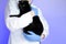 cat doctor.Veterinary procedures for cats.Cat health.Big black cat in the hands of a veterinarian on a purple background