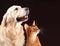 Cat and dog, abyssinian kitten , golden retriever