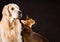 Cat and dog, abyssinian kitten, golden retriever