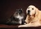 Cat and dog, abyssinian kitten , golden retriever looks at left