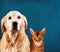 Cat and dog, abyssinian kitten , golden retriever. Sad anxious expression