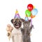 Cat and Dog in birthday hats holding balloons and ice cream. isolated on white background