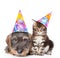 Cat and dog in birthday hats looking at camera together. isolated on white