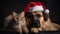 Cat and dog with christmas hat