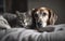 A cat and a dog cuddle on a bed. An AI photograph realistic illustration of a furry couple.