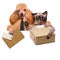 Cat and dog delivery post box