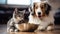 Cat, dog enjoy meal, bonded companionship