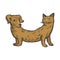 Cat dog fake animal color sketch engraving