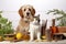 cat and dog in front of a kitchen table full of various products. Balanced nutrition for animals
