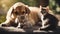 cat and dog Group of pets kitten and puppy on a raw isolated