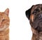 Cat and Dog. Half muzzle close up isolated