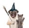 Cat and Dog in hat for halloween holding witches broom stick. isolated on white background