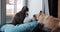 Cat and dog lifestyle.The cat is playing with the dog, Terrier dog and tabby cat are playing in home. Funny video. cat and dog