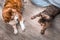 Cat and dog lying on the floor in an apartment together. Closeup portrait