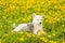 Cat and dog lying together on a dandelion field