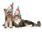 Cat and dog in party hat on a white background