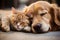 Cat and Dog Peacefully Dozing Off Together