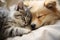 Cat and Dog, Peacefully Dozing Side by Side.