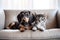 A cat and a dog peacefully sitting side by side on a comfortable couch, Dachshund puppy and tabby kitten captured on a white sofa