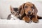 A cat and a dog peacefully sitting side by side on a comfortable couch, Dachshund puppy and tabby kitten captured on a white sofa