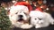 Cat and dog,puppy and kitty in red Santa claus hat near Green Christmas tree decorated on city street holiday festive background