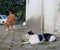 Cat and dog relationship concept. Yard animals. Good neighbors. The cat looks at the dog from around the corner