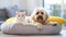 A cat and a dog are resting on a soft pet bed. Friendship between cat and dog