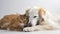 A Cat and Dog\\\'s Peaceful Nap