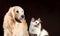 Cat and dog, scottish tortoiseshell white straight kitten, golden retriever looks at right