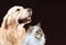 Cat and dog, siberian kitten , golden retriever looks at right