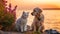 cat and dog sit on beach , puppy sit play on sunset in sea water on beach wild fieldandspaniel