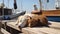 cat and dog sleep on promenade in the port between fishing boats, sunny day, Thessaloniki port