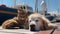 cat and dog sleep on promenade in the port between fishing boats, sunny day, Thessaloniki port