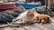 cat and dog sleep together ,sit on promenade in the port between fishing boats, sunny day, Thessaloniki port