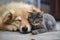 Cat on dog sleeping. Generate Ai