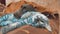 Cat and a dog are sleeping together lifestyle funny video. cat and dog friendship indoors . pets friendship and love cat