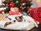 Cat and dog sleeping under christmas tree